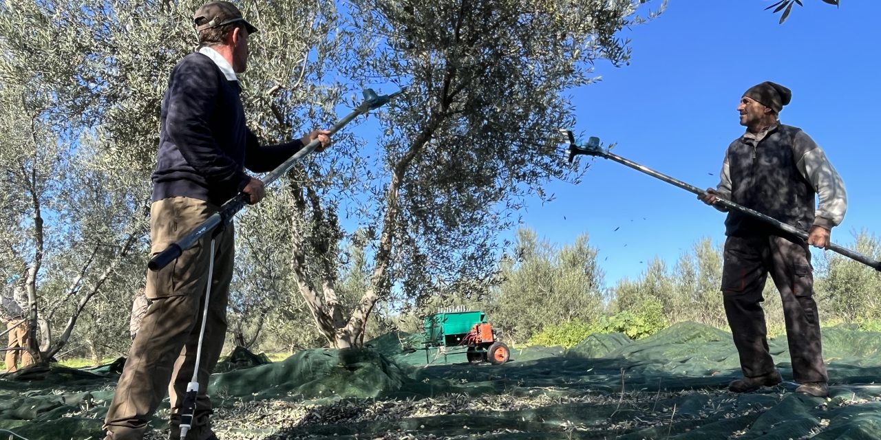 Harvesting challenges: Greece’s olive oil industry grapples with the impact of climate change