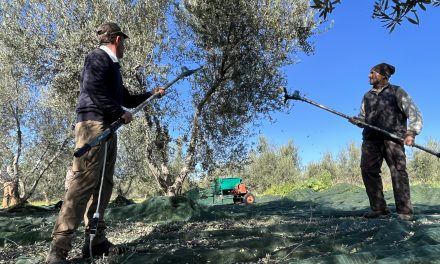 Harvesting challenges: Greece’s olive oil industry grapples with the impact of climate change