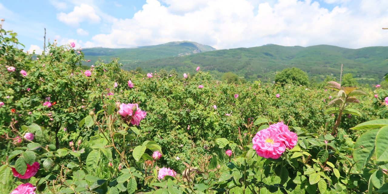 The recent trials and tribulations of the Bulgarian rose oil industry