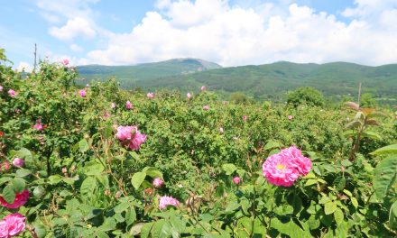 The recent trials and tribulations of the Bulgarian rose oil industry