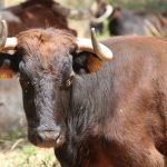Culture or torture – bullfighting in Spain