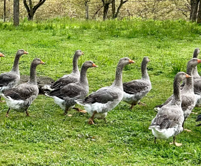 The geese walking around at the fields of the farm