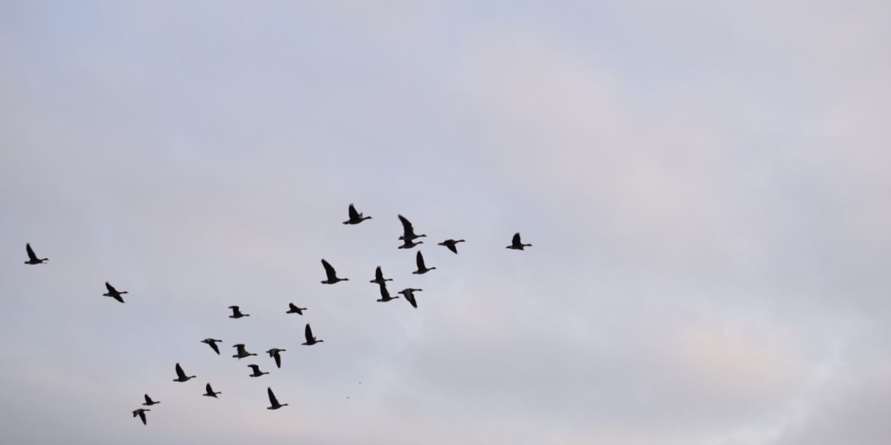 How climate change affects bird migration