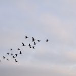 How climate change affects bird migration