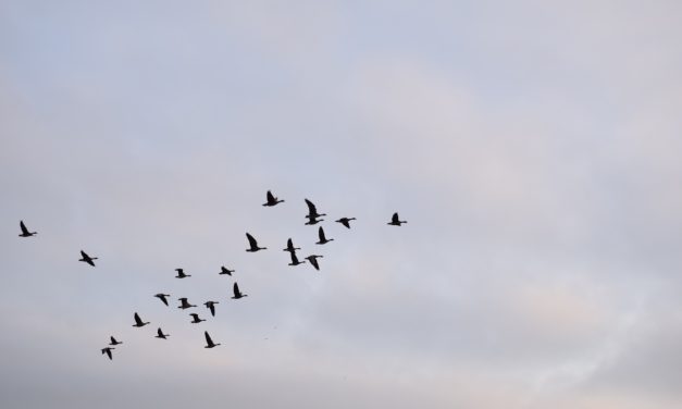 How climate change affects bird migration