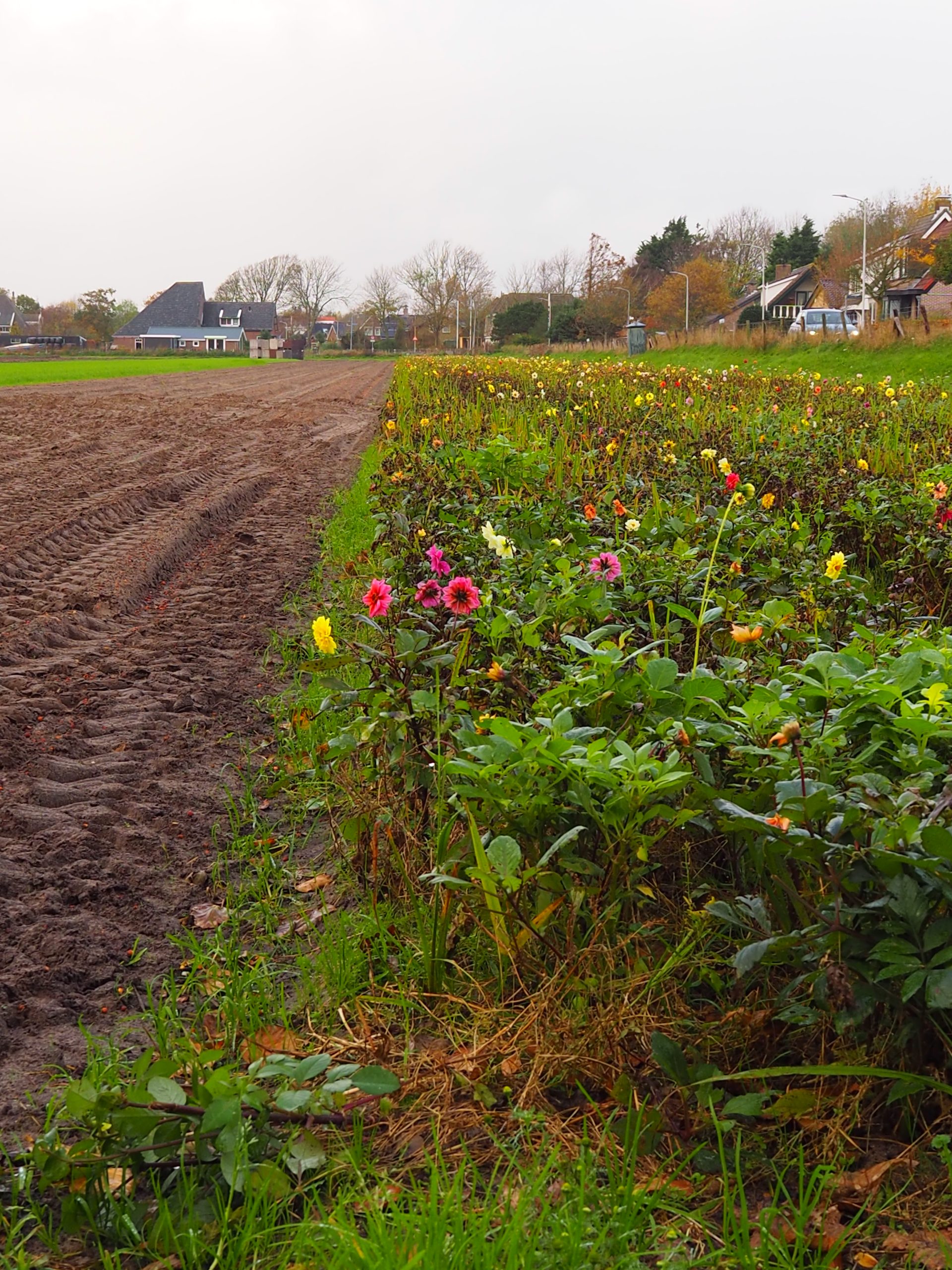 Buffer zone alongside a farming field - Bart Koomen