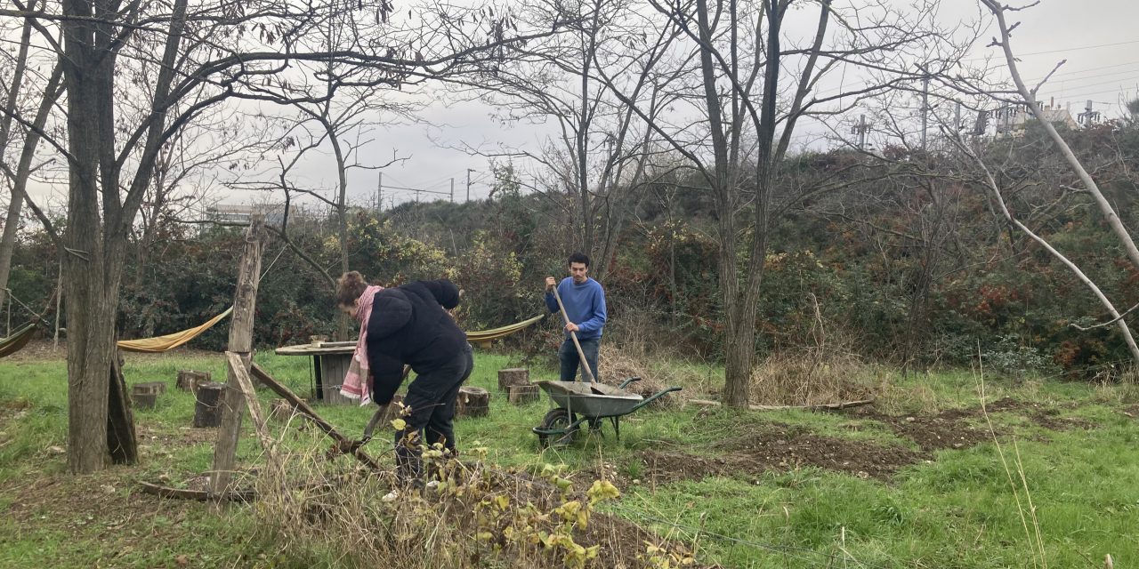 How Urban Agriculture can act as a Solution to Food security