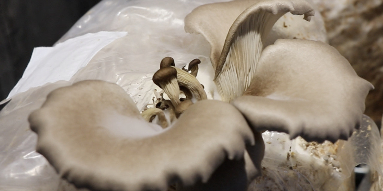 Van patiënten naar paddenstoelen