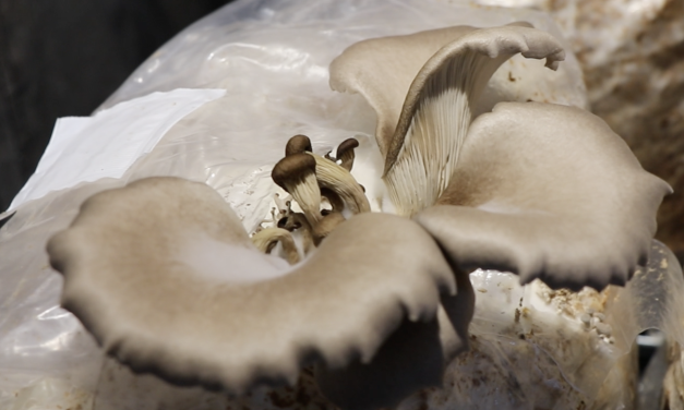 Van patiënten naar paddenstoelen