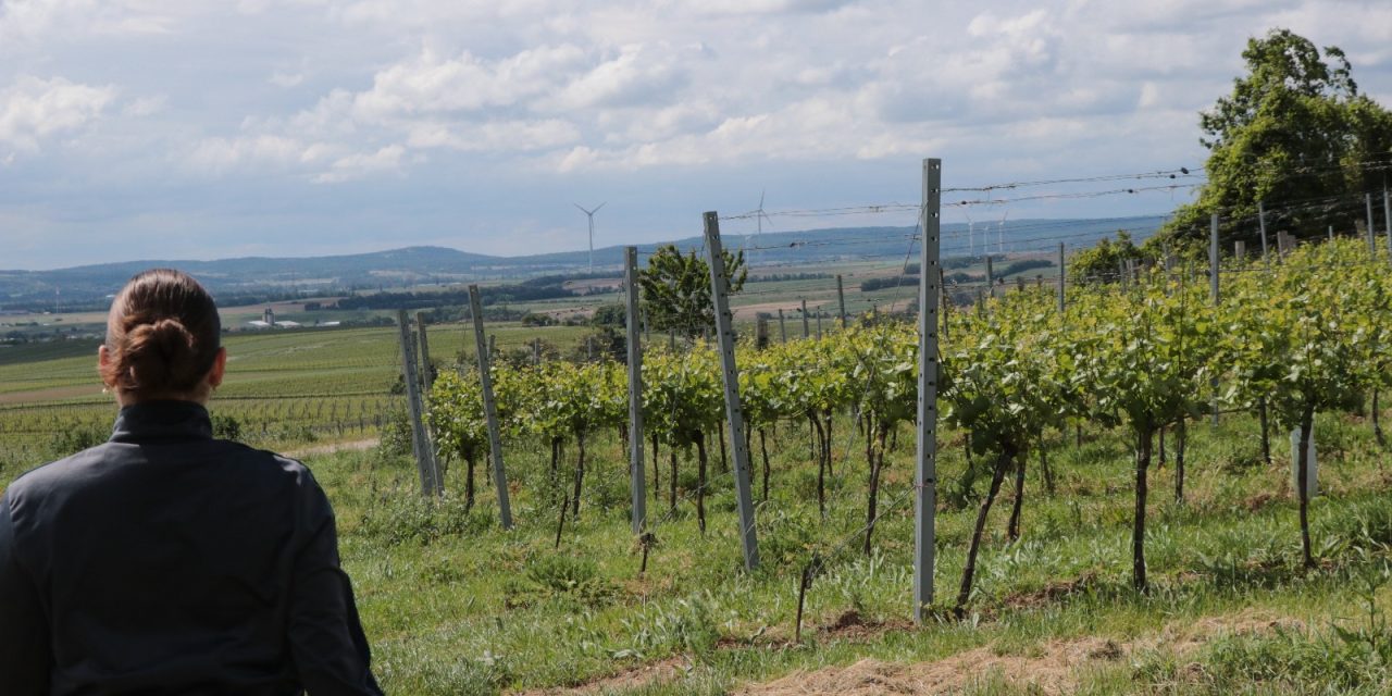 Adapting the vine