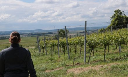 Adapting the vine