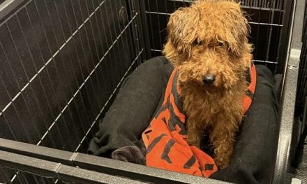 Rising dog attacks in Europe: Why breed bans fail to make an impact