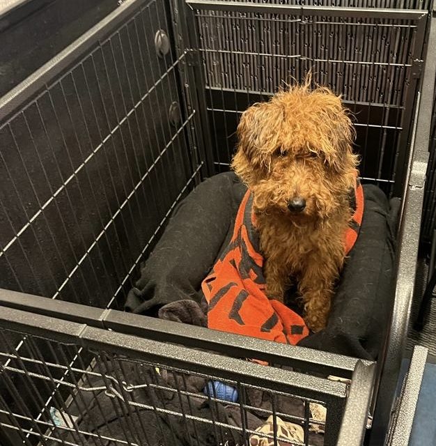 Rising dog attacks in Europe: Why breed bans fail to make an impact