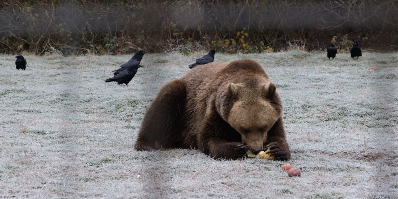 Coexisting with Romania’s bears