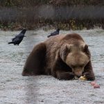 Coexisting with Romania’s bears