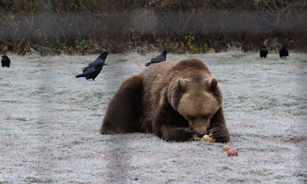 Coexisting with Romania’s bears