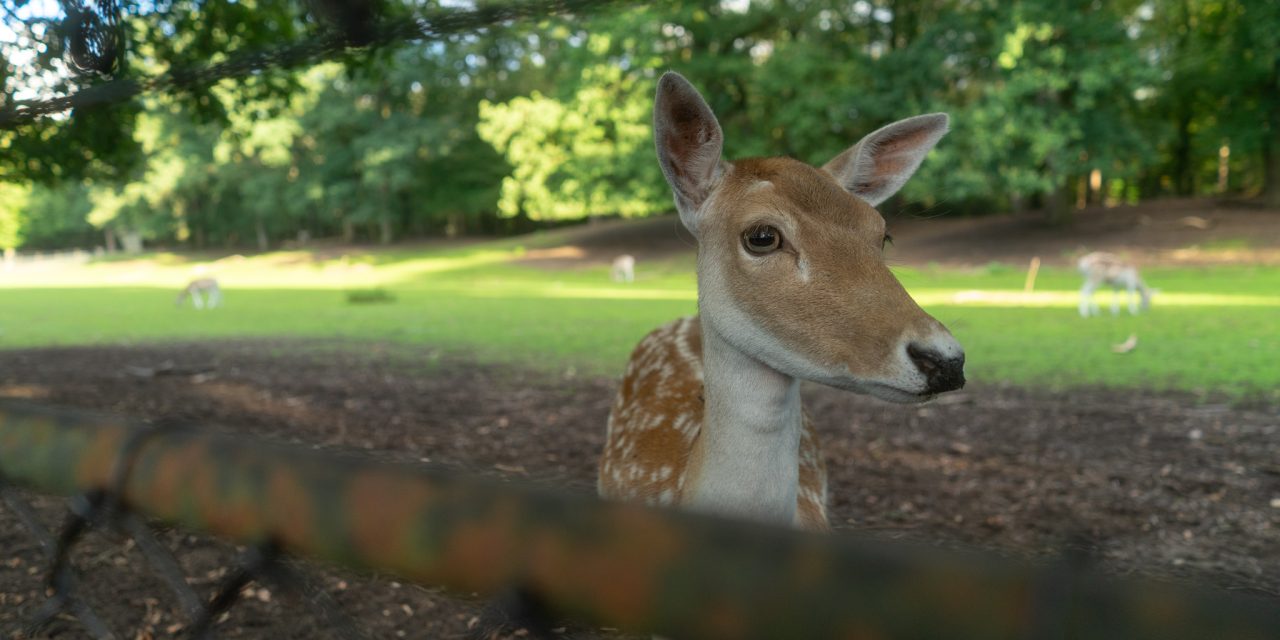 Hertenkamp: Where tradition clashes with animal rights