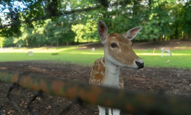Hertenkamp: Where tradition clashes with animal rights