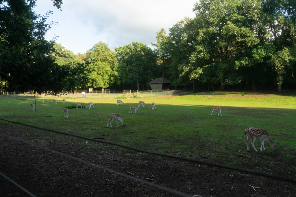 A field full of deer
