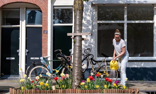 Alle groene vingers verzamelen: Boomspiegelfeest gaat weer van start