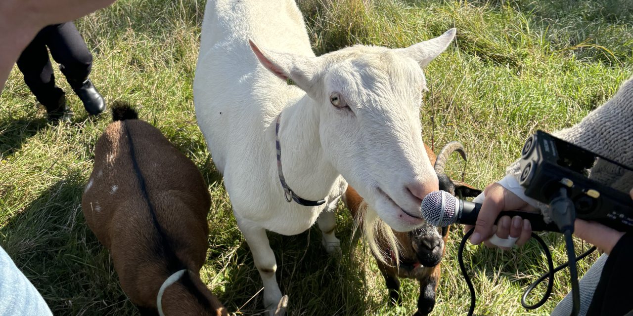 Dierenweide de kraal opent met liefde zijn hekken voor dierendag