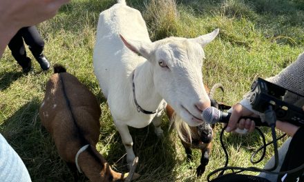 Dierenweide de kraal opent met liefde zijn hekken voor dierendag