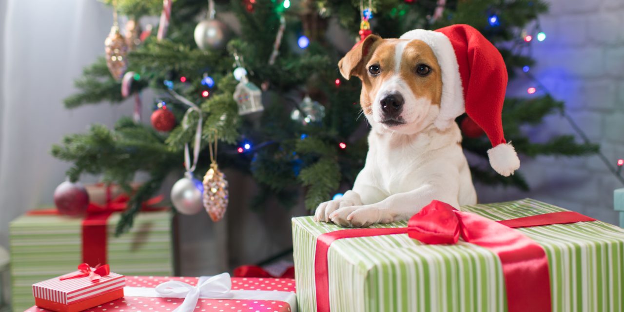 Huisdier verwennerij tijdens de feestdagen: cadeautjes voor huisdieren vliegen de deur uit! 