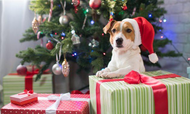 Huisdier verwennerij tijdens de feestdagen: cadeautjes voor huisdieren vliegen de deur uit! 