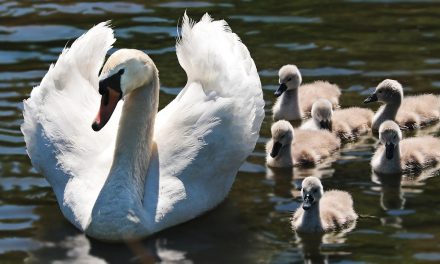 Broedseizoen in Maximapark: Vogelbescherming staat voorop