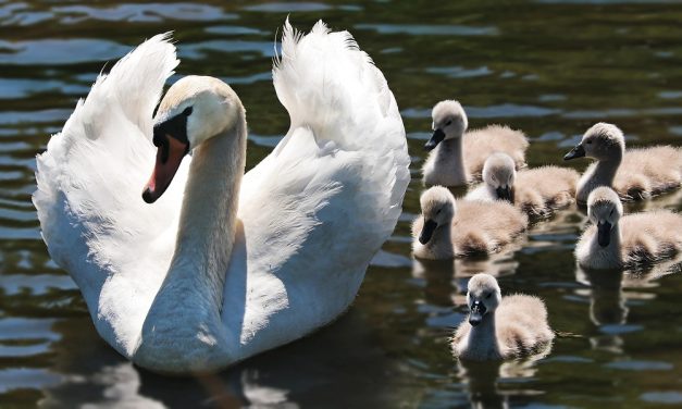Broedseizoen in Maximapark: Vogelbescherming staat voorop