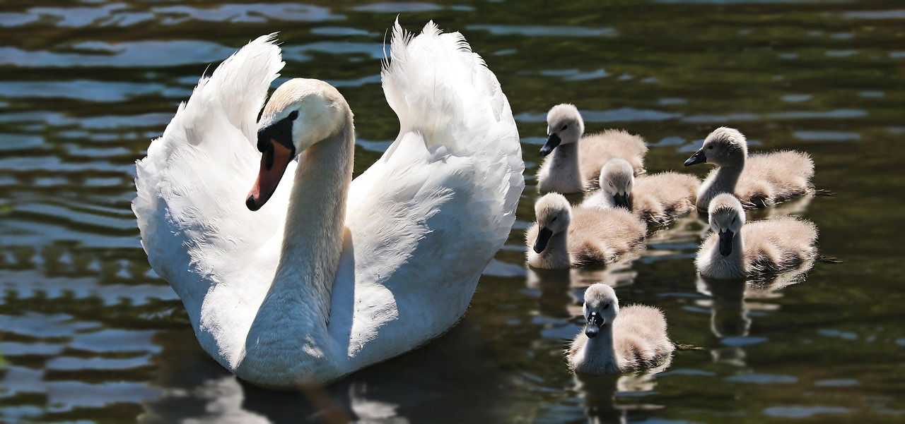 Broedseizoen in Maximapark: Vogelbescherming staat voorop