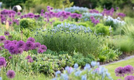 Plantjesmarkt in de Vlinderhof wederom groot succes