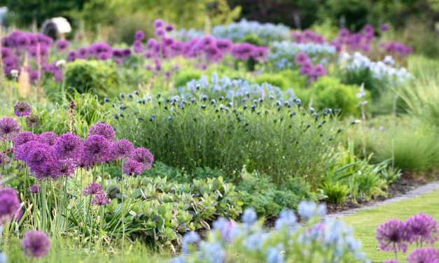 Plantjesmarkt in de Vlinderhof wederom groot succes