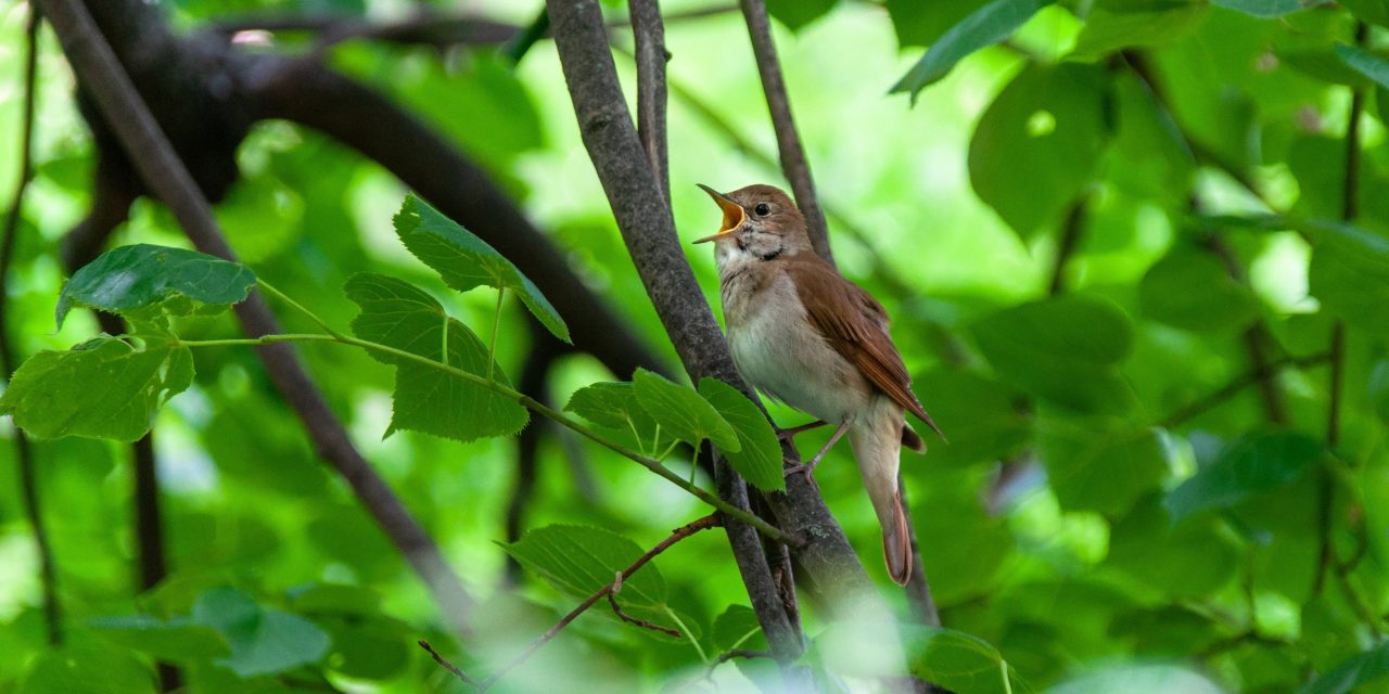 Jouw stem, jouw grootste wapen