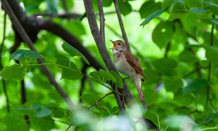 Jouw stem, jouw grootste wapen