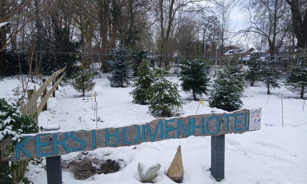 Het kerstbomenhotel in Harderwijk is geopend!