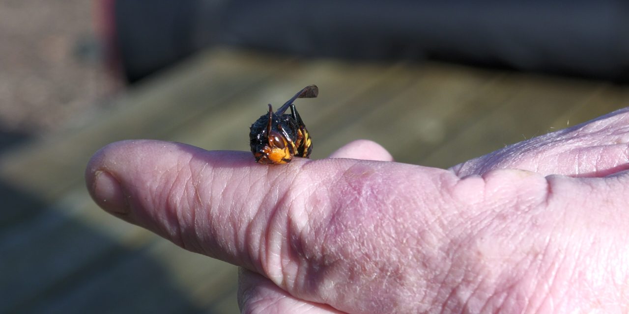 Een creatieve oplossing voor een hoornaarvrije lentetoekomst