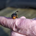 Drinkpakken als redmiddel voor de Leidsche Rijnse biodiversiteit