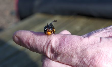 Een creatieve oplossing voor een hoornaarvrije lentetoekomst