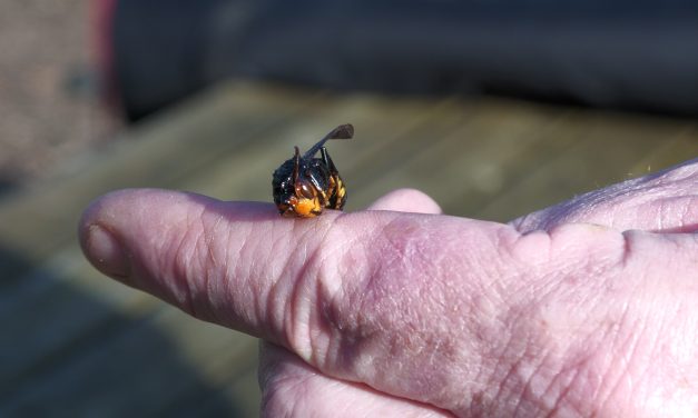 Een creatieve oplossing voor een hoornaarvrije lentetoekomst