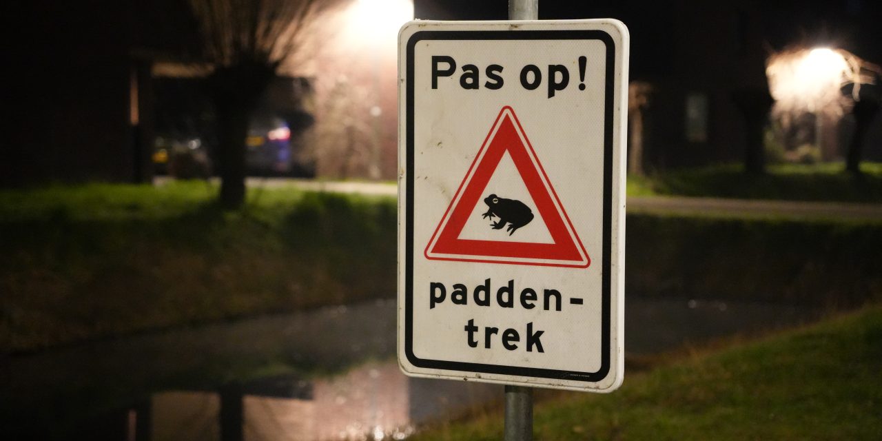 Padden trekken weer naar het water in Parkwijk, verkeer blijft het grootste gevaar
