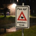 Padden trekken weer naar het water in Parkwijk, verkeer blijft het grootste gevaar