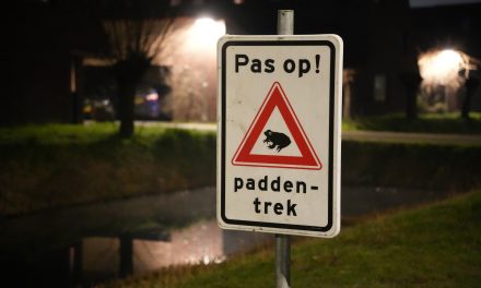 Padden trekken weer naar het water in Parkwijk, verkeer blijft het grootste gevaar