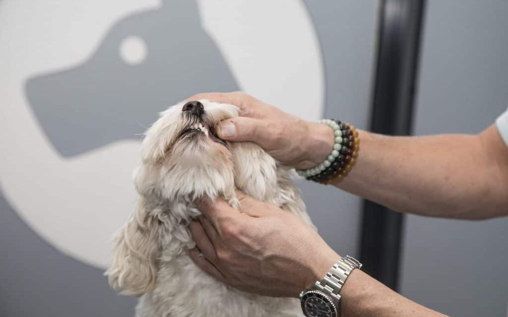 “Als je helemaal geen emotie meer voelt, dan moet je je afvragen of dit vak nog wel bij je past”