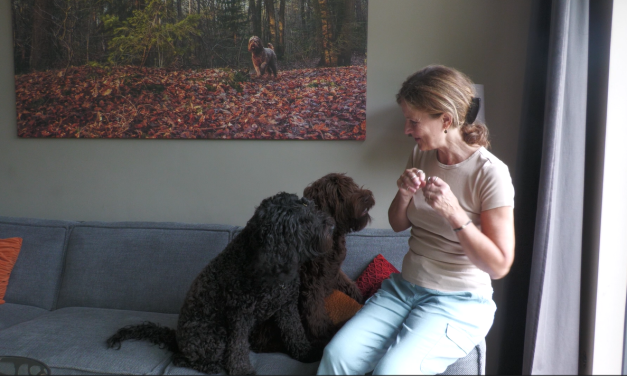 Puppy Playtime brengt jonge honden én baasjes samen