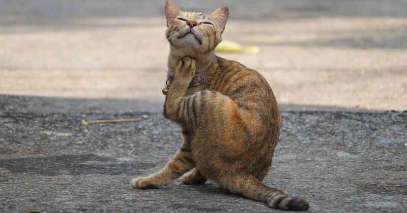 De werkzame stoffen in vlooienbanden? Die zijn in de landbouw vaak hartstikke verboden omdat ze zo giftig zijn (Trouw)