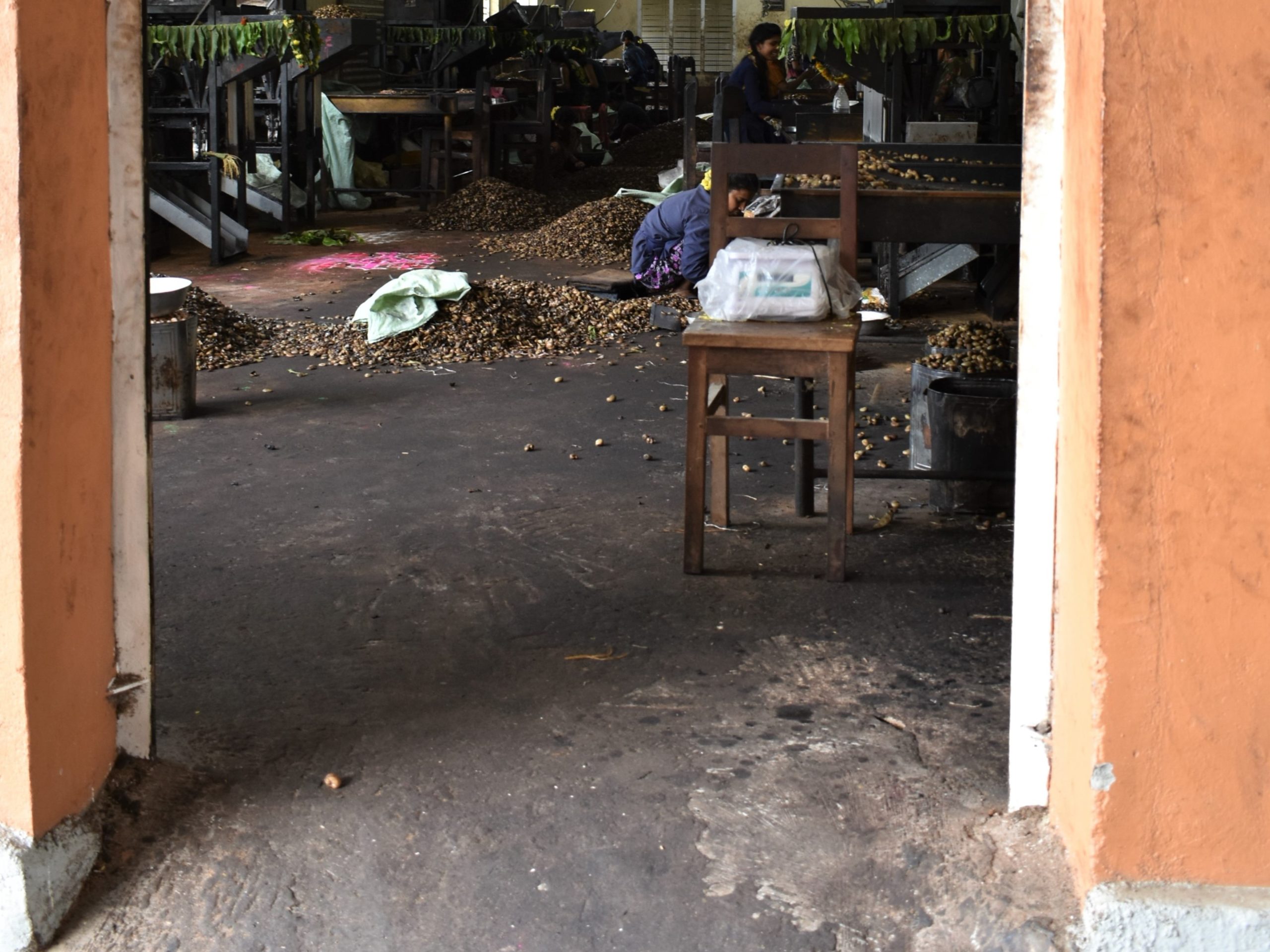 Kleine cashewnoten fabriek