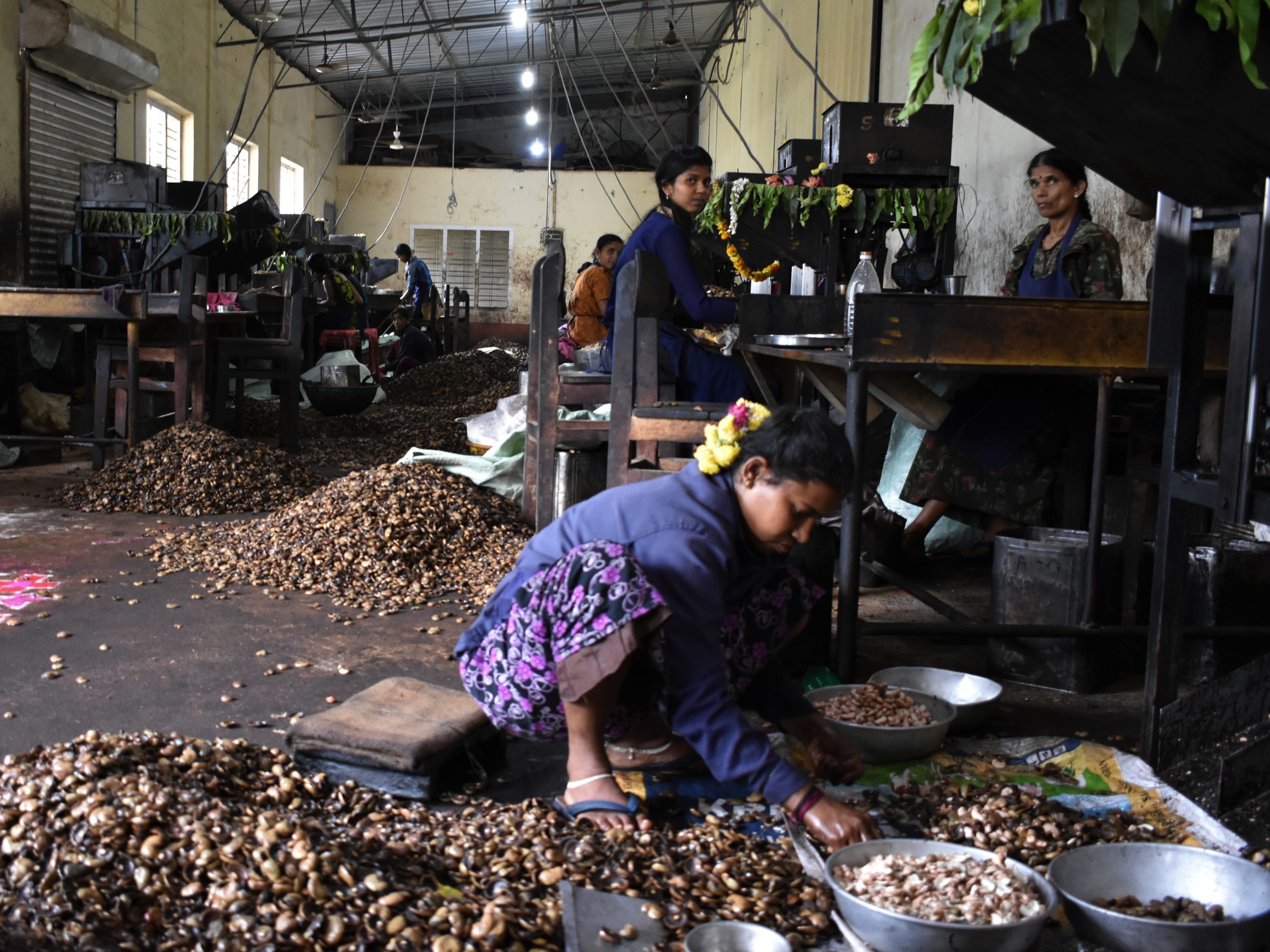 Vrouw sorteert cashews