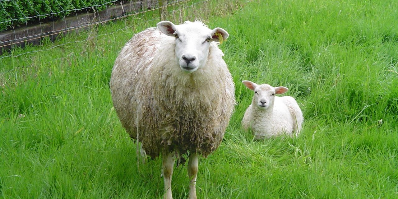 Onenigheid over schuld te dikke schapen Nieuwegien
