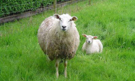 Onenigheid over schuld te dikke schapen Nieuwegien